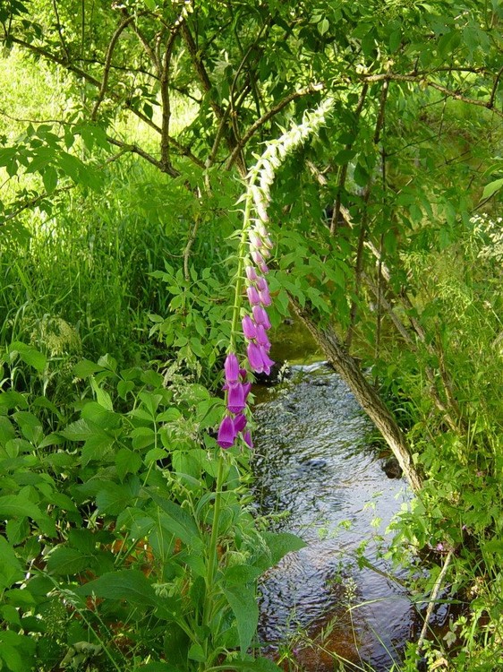 Digitalis pupurea